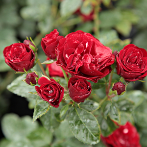 Rosa  Dalli Dalli® - czerwony  - róże rabatowe floribunda